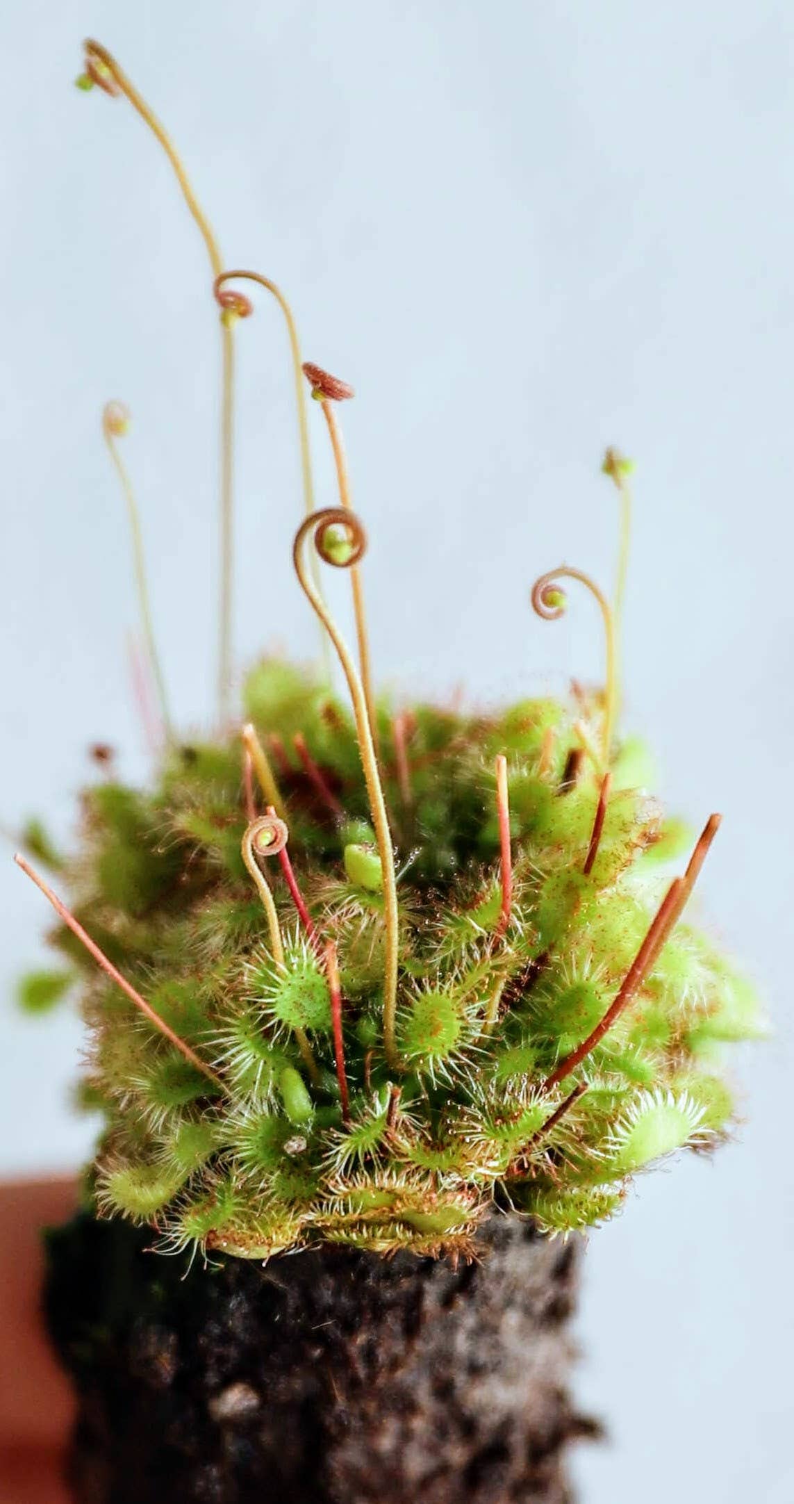 Drosera Capensis x Spatulata (Cape Sundew). 2-3 in. starter